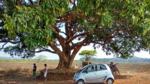 A big mango tree in Divar Island