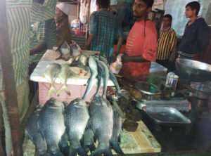 Fresh fish...ready to get chopped and deep fried (Tilak Nagar)