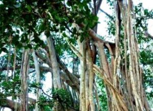 The Big Banyan Tree