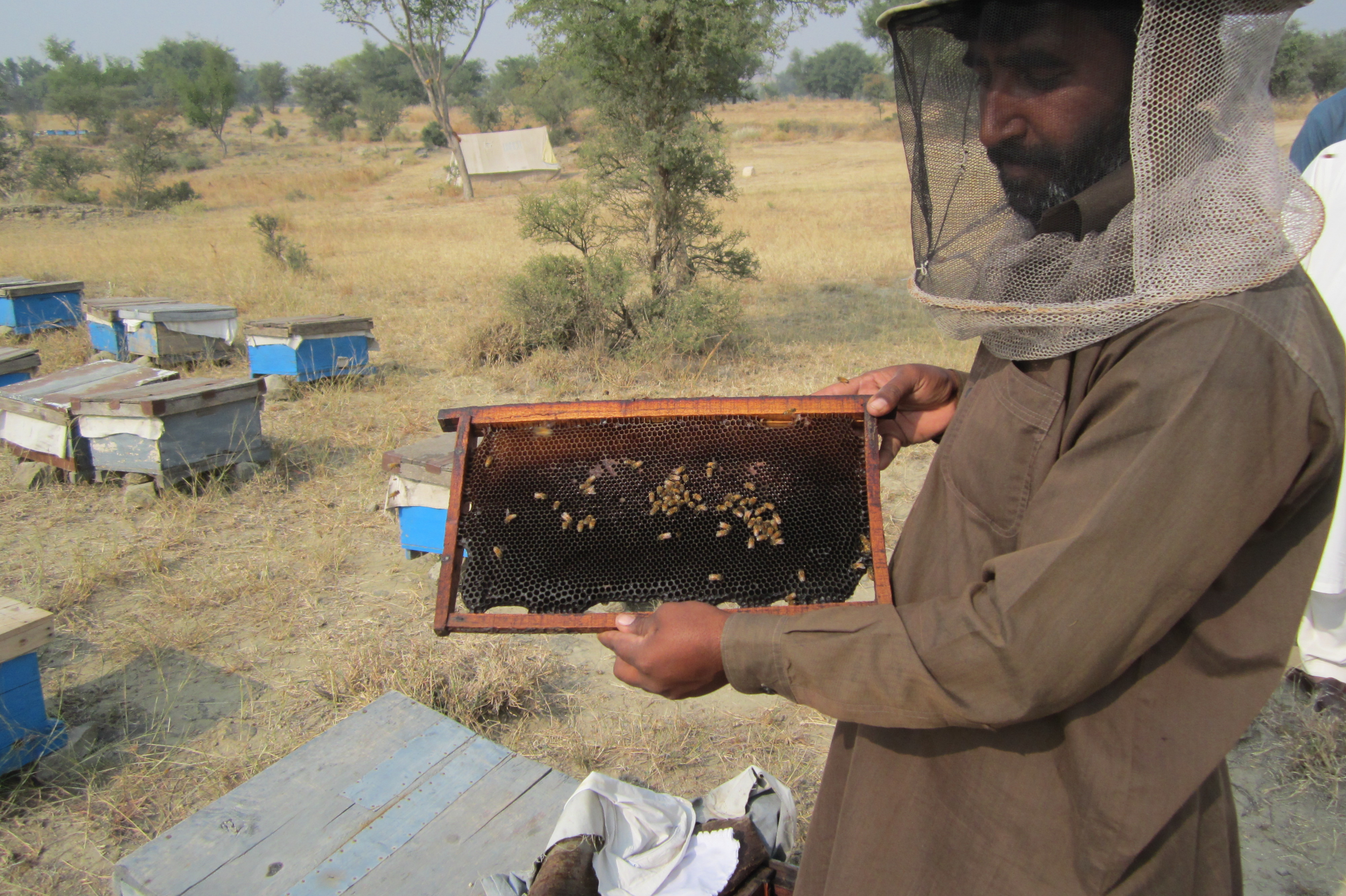 The man working with bee-boxes