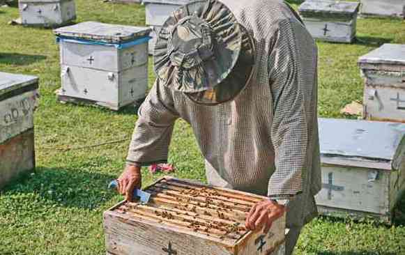 Beekeeping-Colonies