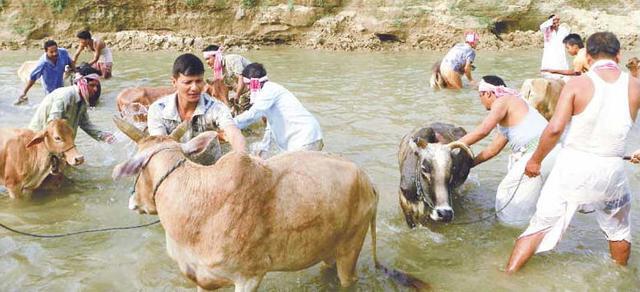 Cows being given a ceremonial bath