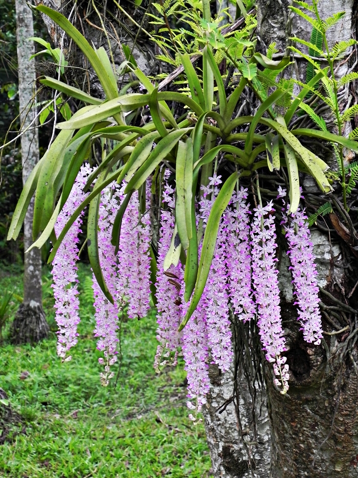 'Kopou Phool'-the state flower of Assam