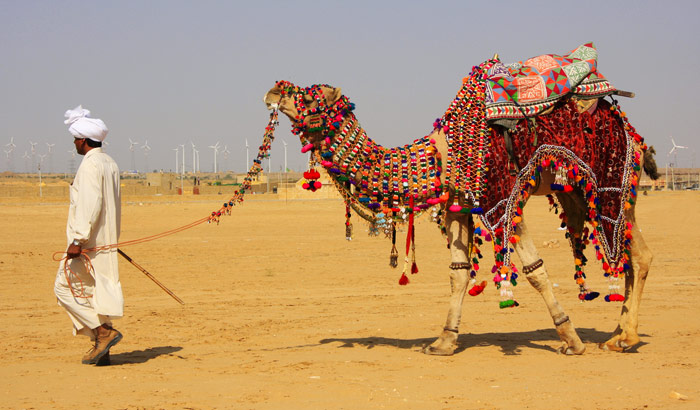 Decked Up Camels