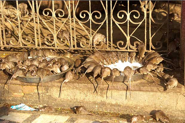 Holy rats running in Deshnok mandir