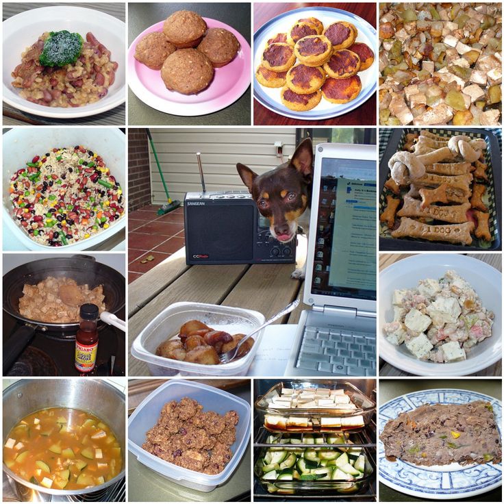 Many pet owners are turning to the homecooked variety image source: www.pinterest.com