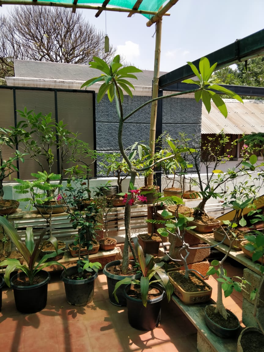 bonsai, livingandexploring